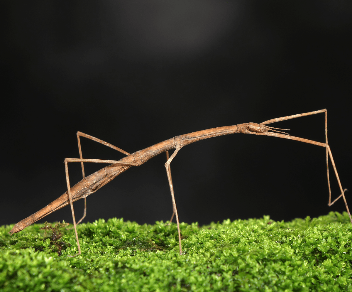 Stick Insects: Nature's Amazing Stealthy Survivors